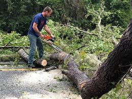 How Our Tree Care Process Works  in  Douglas, AZ